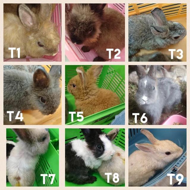 村医给村民服用四环素后致严重过敏农村医疗该怎么办-太阳成tyc7111cc(图1) 太阳成tyc7111