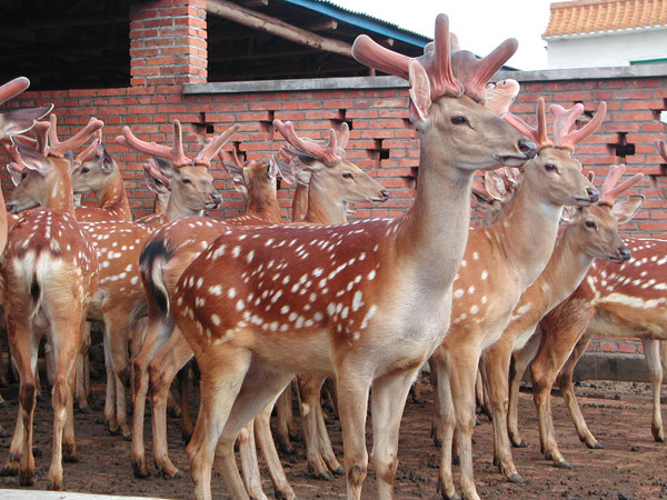 “太阳成tyc7111”河源市报告1例H7N9轻症病例(图4) 太阳成集团tyc7111cc