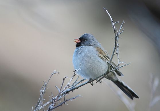 全国渔业转方式调结构工作现场会召开:太阳成tyc7111cc(图1) 太阳成集团tyc7111cc