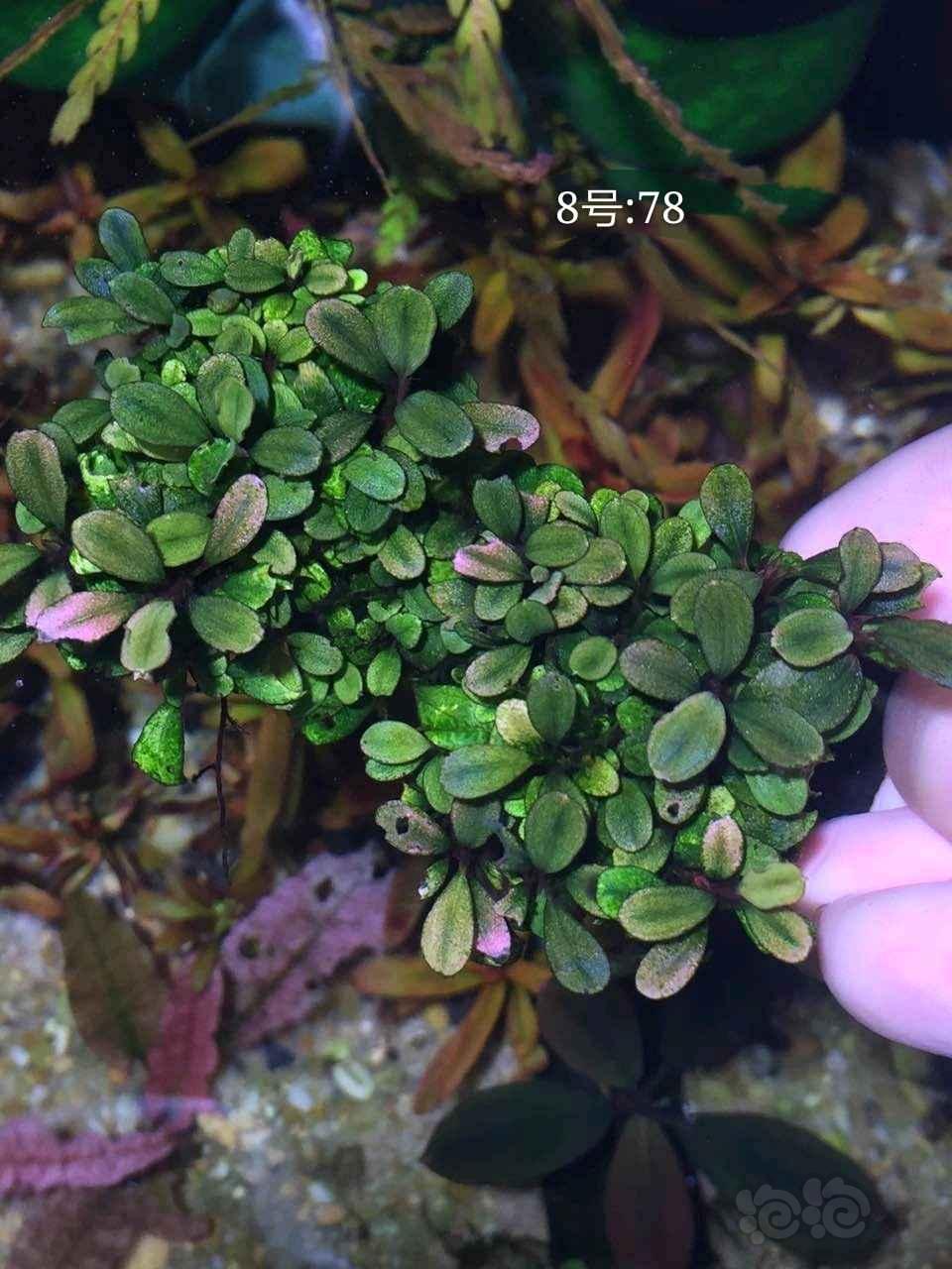 太阳成tyc7111cc-农业市场:购销平缓 江苏南京大米价格持稳不变(图1) 太阳成集团tyc7111cc