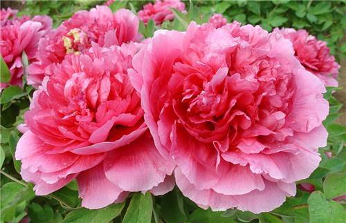 三穴并揉止牙痛【太阳成集团tyc7111cc】(图1) 太阳成tyc7111