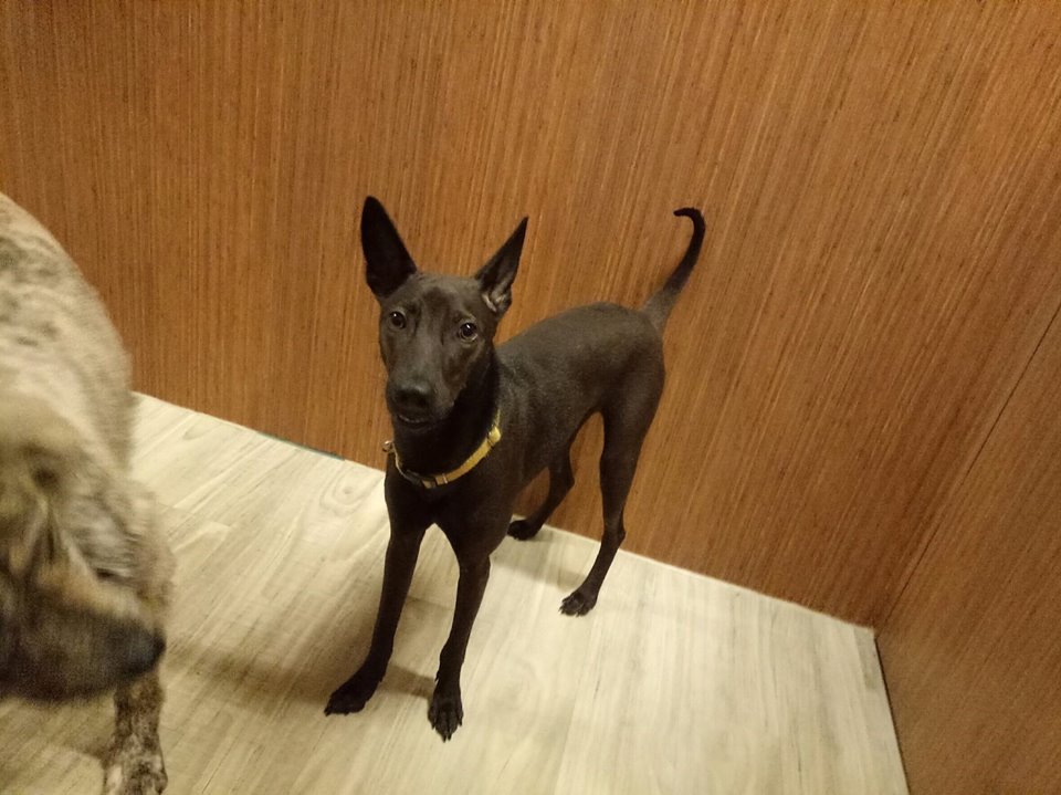 深圳福田区人民医院拟委托中大管理-太阳成tyc7111(图1) 太阳成tyc7111cc