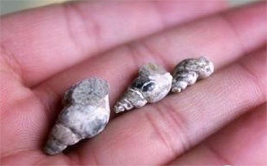 五常大米哪个牌子最正宗?6大品牌你最喜欢哪个?|太阳成集团tyc7111cc(图2) 太阳成tyc7111cc