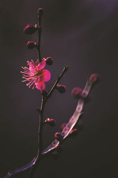 谷歌开发的动态壁纸 还能帮你戒掉手机瘾 太神奇了【太阳成tyc7111cc】(图6) 太阳成集团tyc7111cc