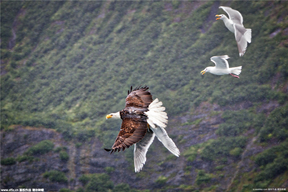 乐成的三概略素“太阳成tyc7111”(图1) 太阳成tyc7111cc