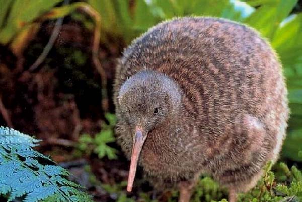 老汉饮用56年前所泡药酒险些丧命|太阳成tyc7111cc(图2) 太阳成tyc7111cc
