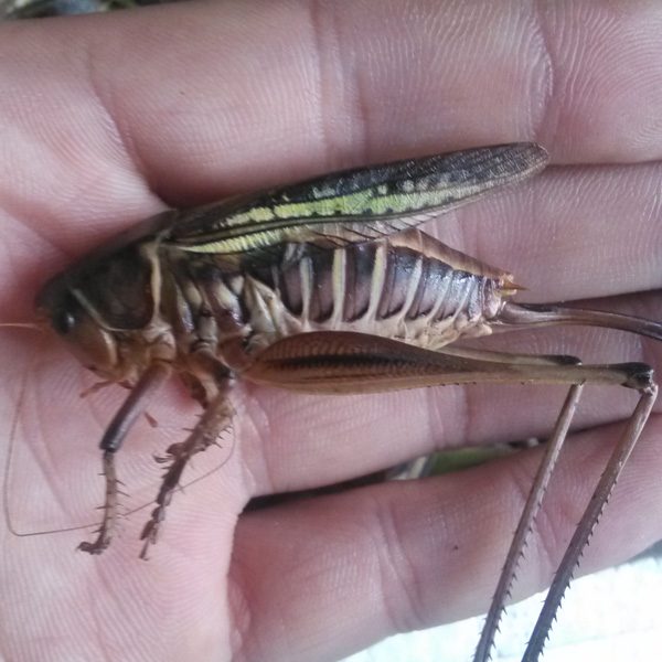 粮食银行陷“三无”境地 跑路冒进风险凸显“太阳成tyc7111”(图1) 太阳成tyc7111