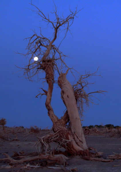 太阳成tyc7111cc-
邹平明集镇全科大网格“网出”漂亮新农村(图1) 太阳成集团tyc7111cc